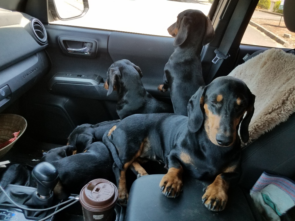 European dachshund 2025
